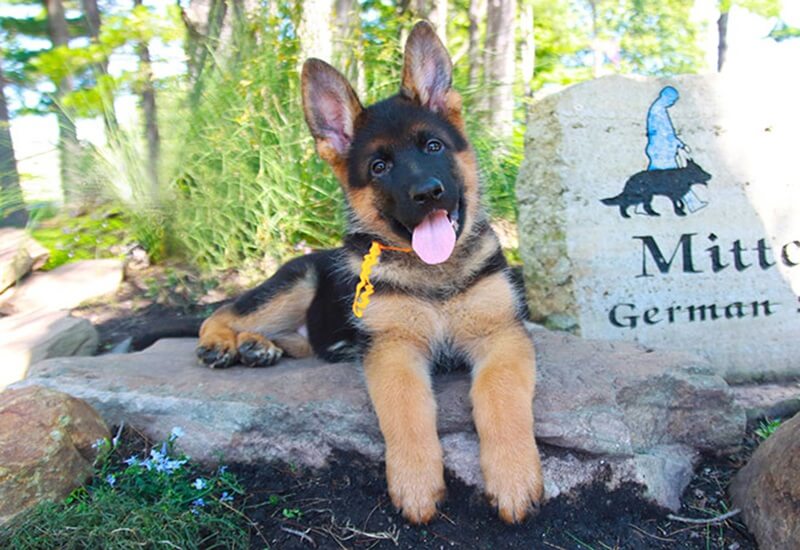 Age German Shepherd Puppy Ears Stand Up For Illinois Families