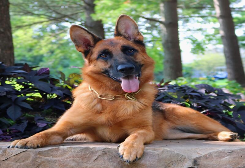 German Shepherd Colors & Temperament Guide For Illinois Owners