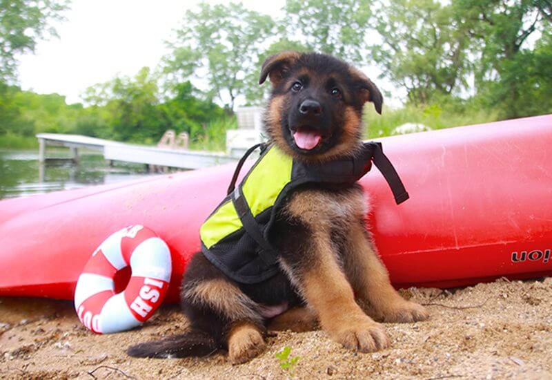 German Shepherd Feeding Chart By Age & Weight For Wonder Lake Owners