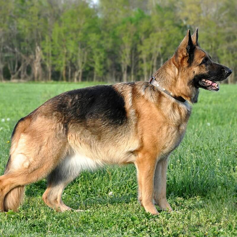 Growth Stages Of Female German Shepherds In Illinois