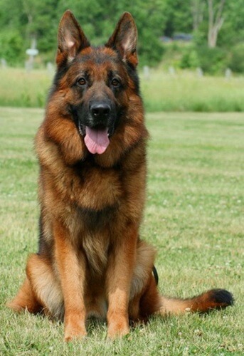 Growth Timeline For Female German Shepherds In Wonder Lake