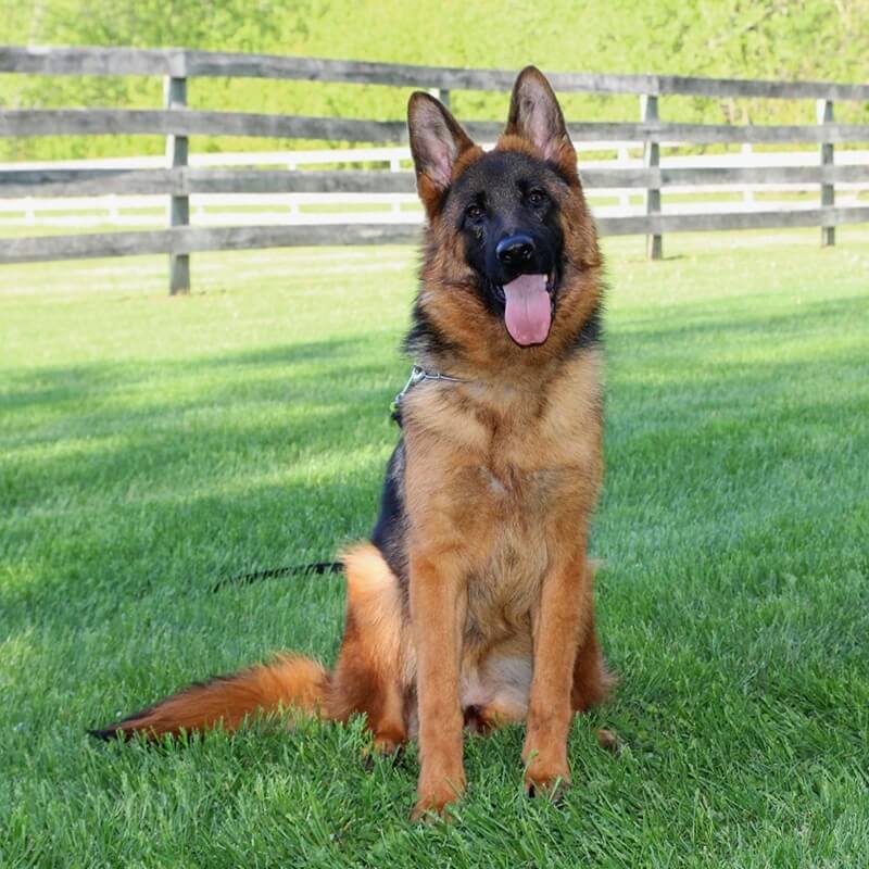 How To Build Confidence In German Shepherd In Wonder Lake