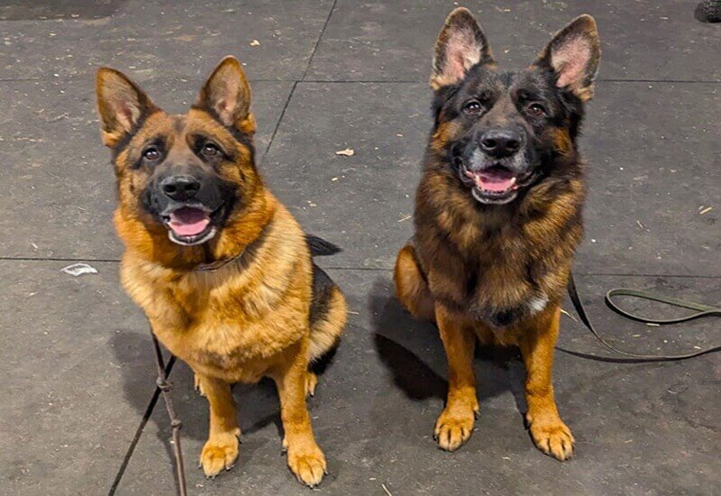 Tips To Socialize Your German Shepherd Around Wonder Lake