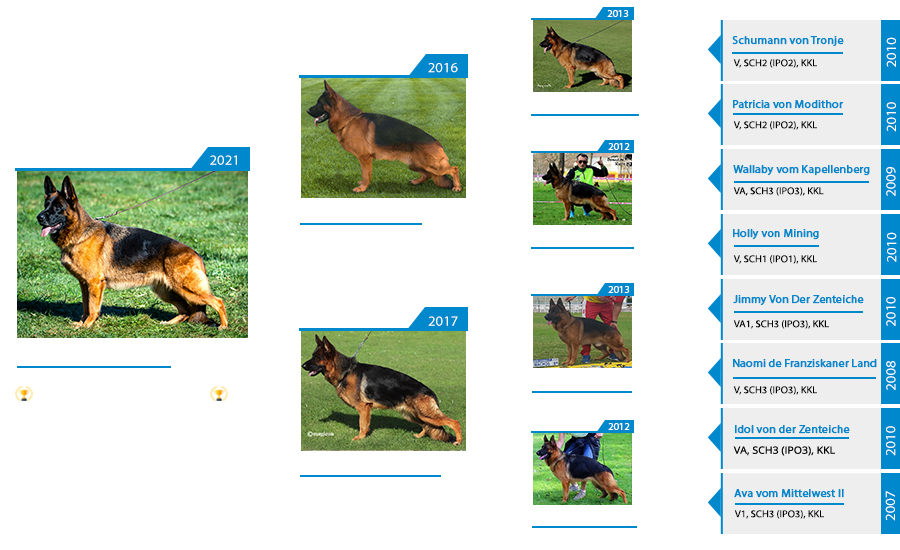 VA XO vom Mittelwest IGP2, KKL, Lbz Pedigree