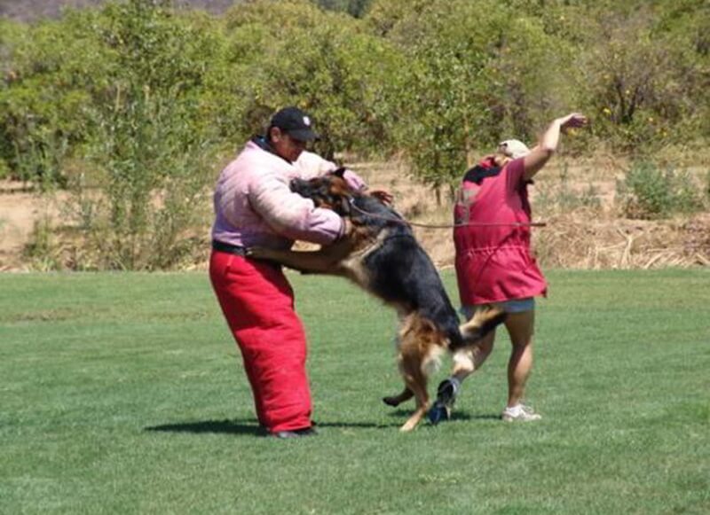 Wonder Lake German Shepherd Training Inspired By Police Dogs