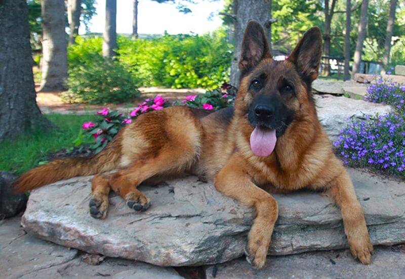 Wonder Lake Guide For Female German Shepherd Growth Timeline