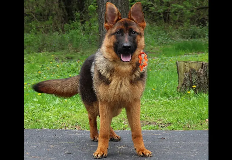 German Shepherd Guard Dog Traits From Wonder Lake Breeders
