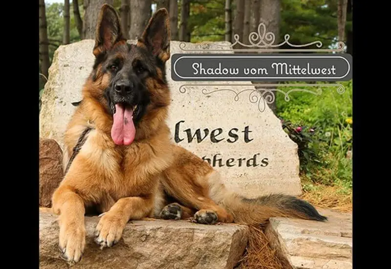 Illinois Breeders’ Guide On Proper Care For German Shepherd Longevity
