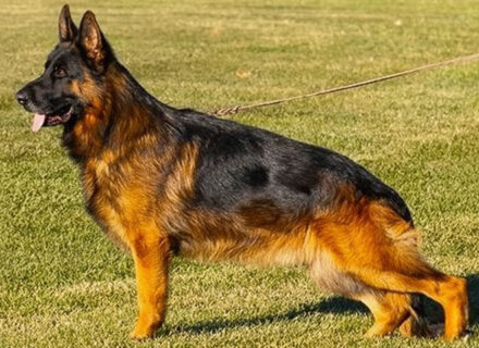 Mittelwest Champion Stud - V Giano vom Mittelwest IGP3, KKL