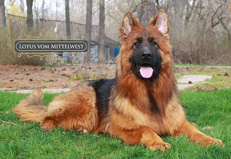 Wonder Lake Breeders Guide To King Shepherd Vs GSD