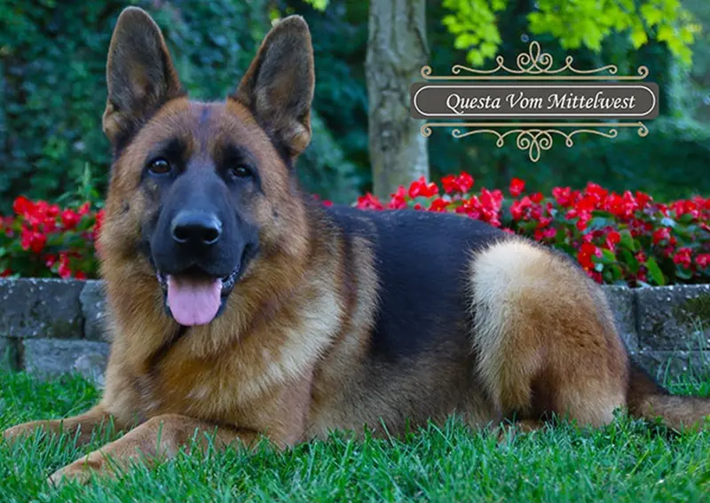 Early Warning Signs Of German Shepherd Health Issues In Wonder Lake