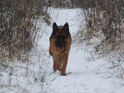 German Shepherd Cold Weather Tolerance By Temperature Range