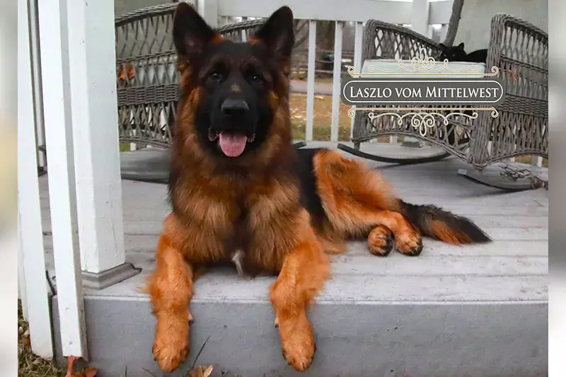 German Shepherd Health Problem Signs To Watch For In Illinois