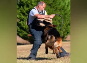 Why German Shepherds Are One Of The Best Protection Dog Breeds?