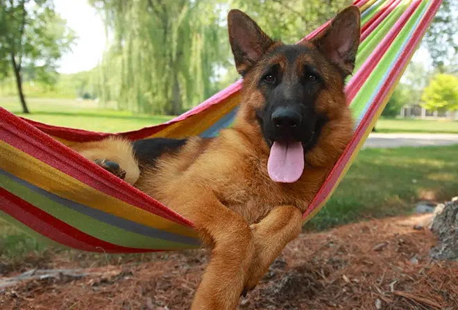 Why Shaving A German Shepherd In Summer Can Be Harmful