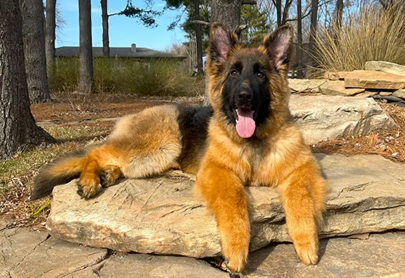 Signs Your German Shepherd May Have Health Issues In Illinois