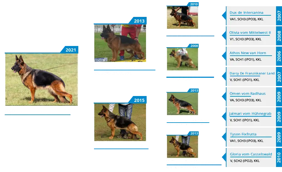 Mittelwest Breeding Female Aspen vom Mittelwest II Pedigree