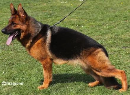 Mittelwest Retiring Female Ikea vom Mittelwest