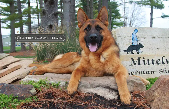 Back Leg Lameness In German Shepherds: When It’s Serious
