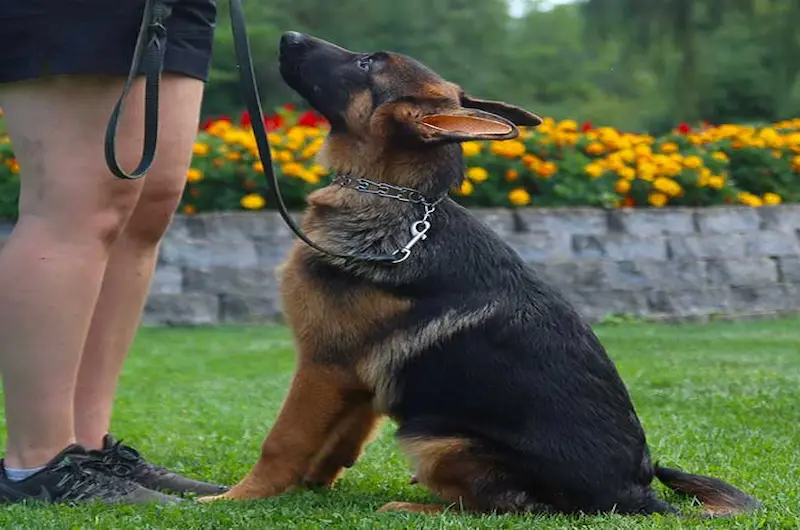 German Shepherd First Heat Symptoms: What Owners Should Know