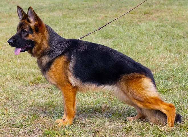 German Shepherd Limping After Running: What Could Be Wrong?