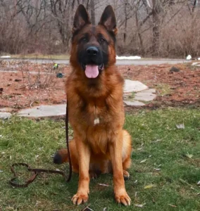How Strong Is A German Shepherd’s Sense Of Smell?