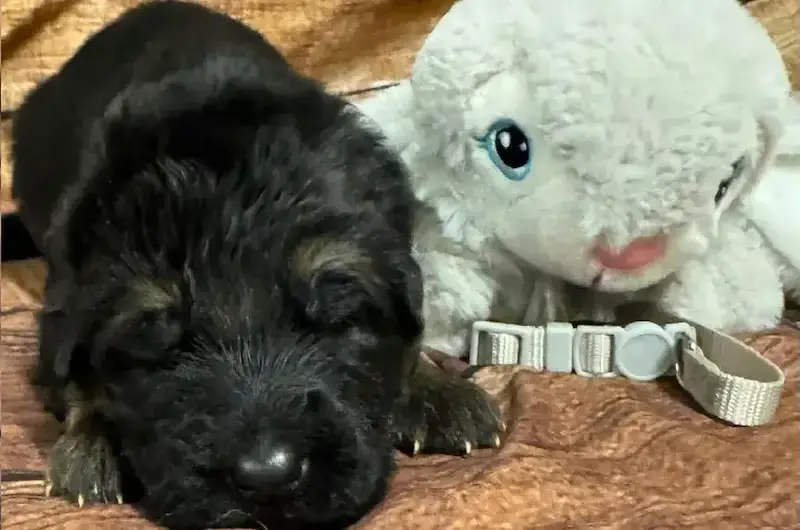 How To Care For A German Shepherd Puppy In The First 8 Weeks