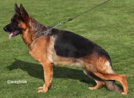 V Rin vom Mittelwest IGP1, KKL