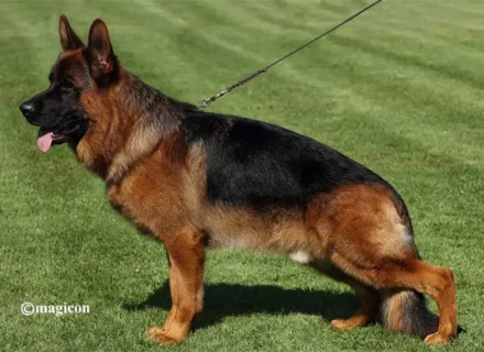 mittelwest-champion-stud-va-schiwago-von-bad-boll-igp3-kkl