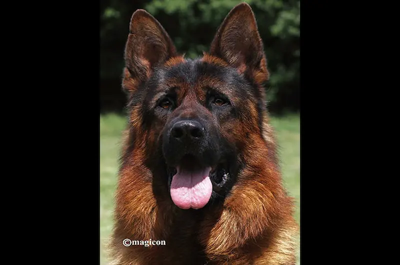 Paw Licking Again? See What Your German Shepherd Needs