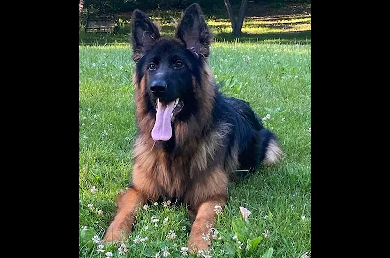 See What Happens During A German Shepherd Heat Cycle