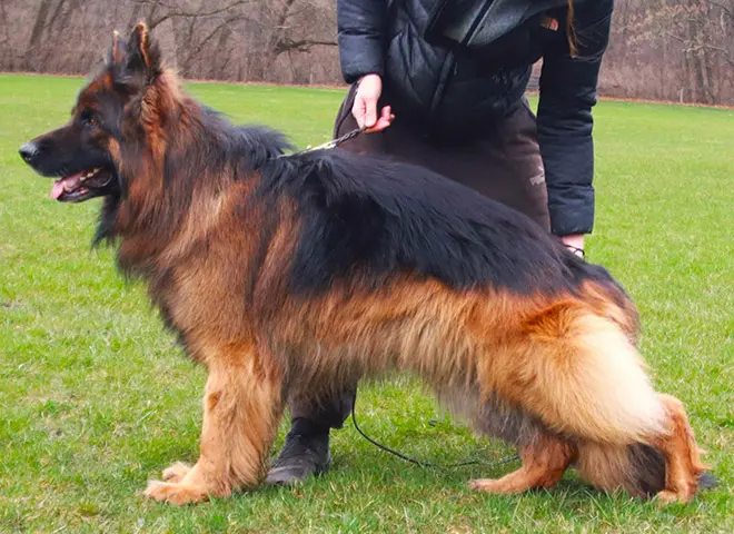 What Causes German Shepherd Smell & How To Get Rid Of It?