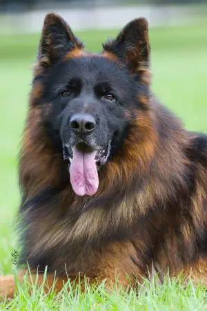 When German Shepherd Fur Loss Means A Vet Visit?