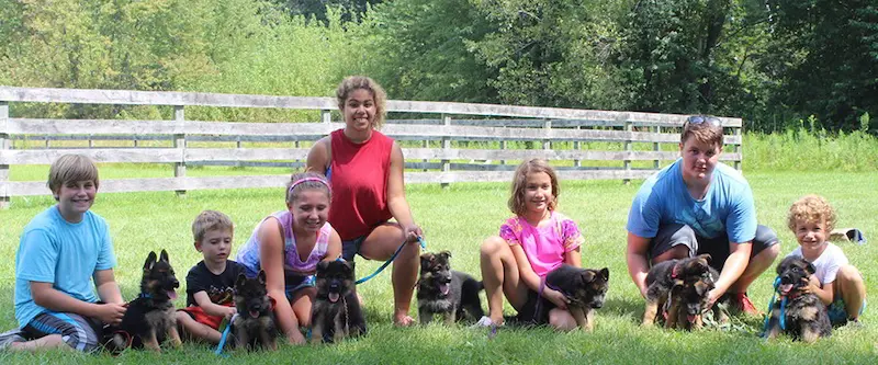 Do German Shepherds Make Friendly Family Dogs?