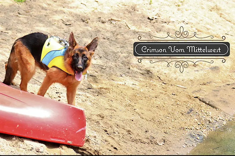 Does Shaving A German Shepherd Keep Them Cooler?