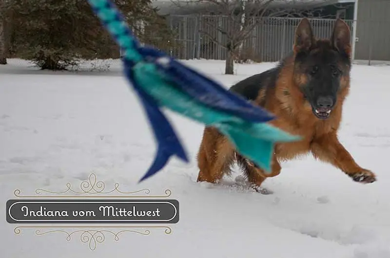 Get More Itchy Skin Tips For Your German Shepherd