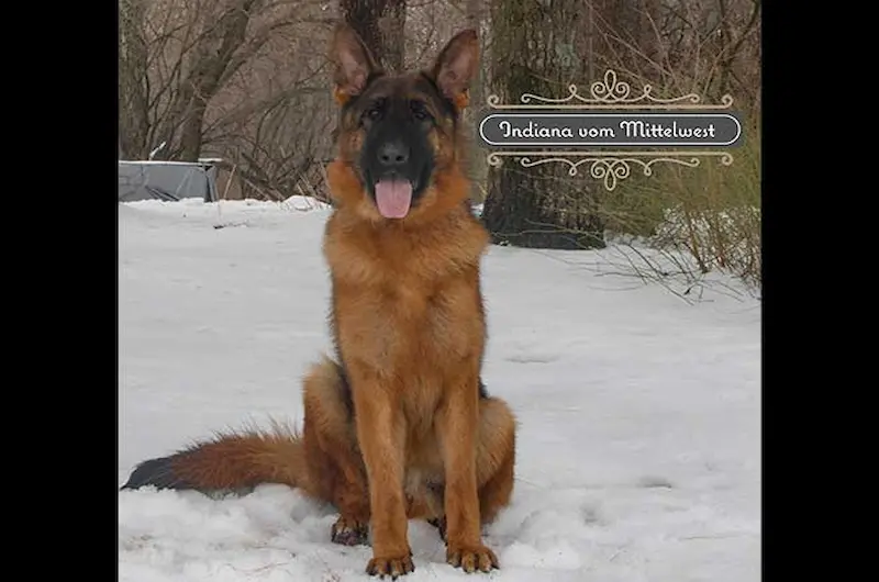 How Cold Is Too Cold For A German Shepherd Outside?