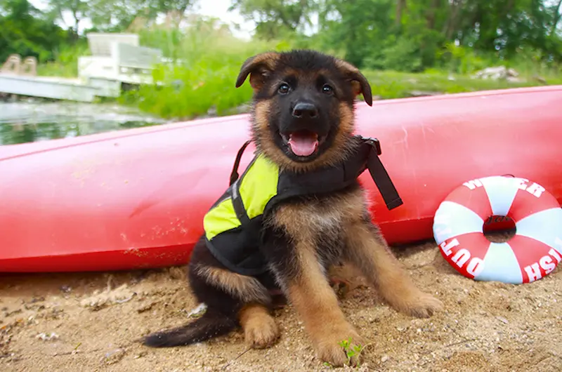 How Often Does A German Shepherd Really Need A Bath?