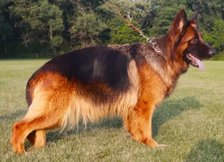 Mittelwest Breeding Female Sunny vom Mittelwest IGP1