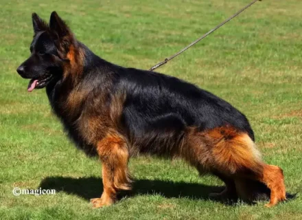 Mittelwest Champion Stud - V Xavi v.d. Tempelhoeve IGP3, KKL (LSH)