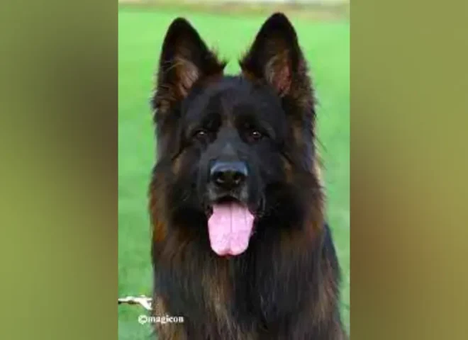 Mittelwest Champion Stud - V Xavi v.d. Tempelhoeve IGP3, KKL (LSH)