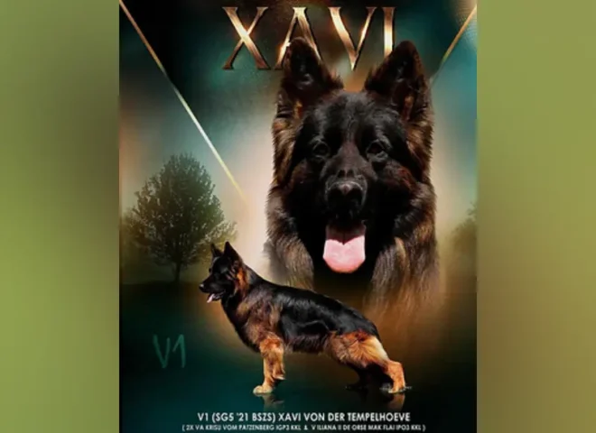 Mittelwest Champion Stud - V Xavi v.d. Tempelhoeve IGP3, KKL (LSH)