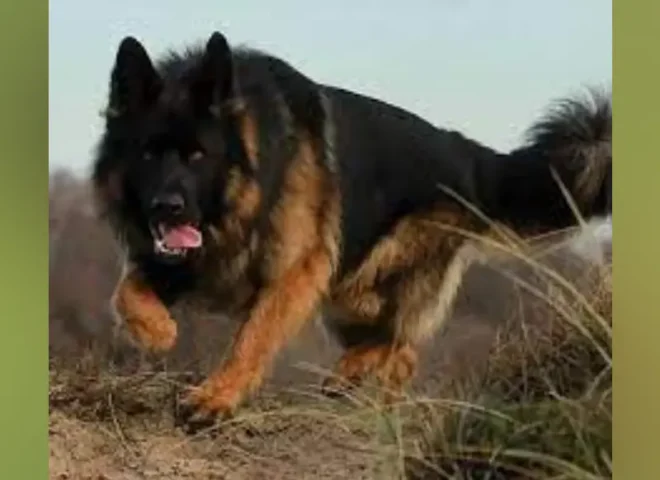 Mittelwest Champion Stud - V Xavi v.d. Tempelhoeve IGP3, KKL (LSH)