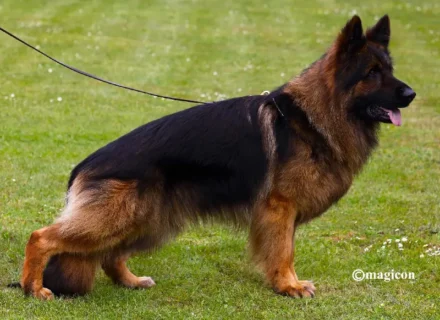 VA1 Sieger Esteemed K9's Mad Max IGP3, KKL (Long coat Sable)