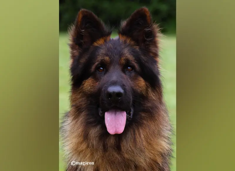 Our Dogs - Stud Dogs - VA1 Sieger Esteemed K9's Mad Max IGP3, KKL
