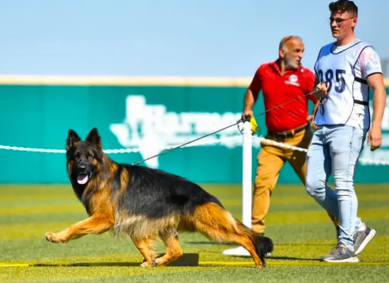 VA1 Sieger Esteemed K9's Mad Max IGP3, KKL (Long coat Sable)