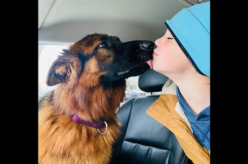 Catch Ear Infection Signs Early & Keep Your German Shepherd Safe Today