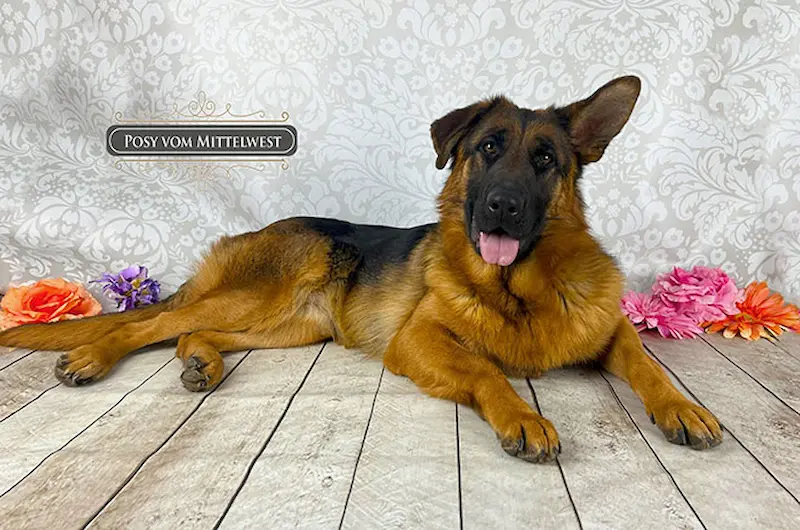 Give Your Shepherd Healthier Ears With Mittelwest Care Tips Today!