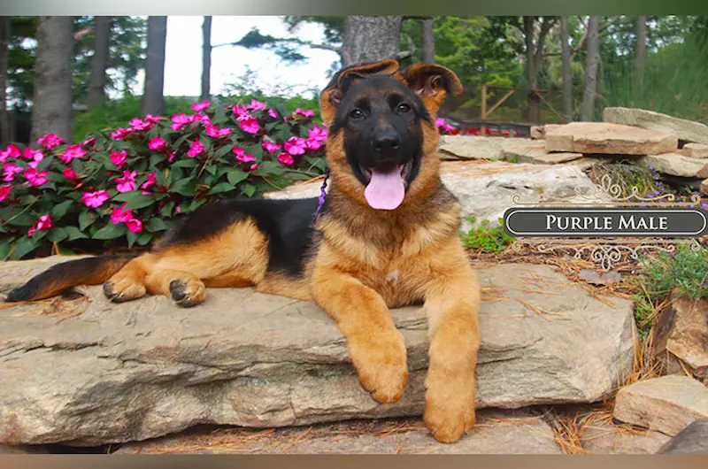 Learn When Your German Shepherd’s Ears Stand With Mittelwest Today