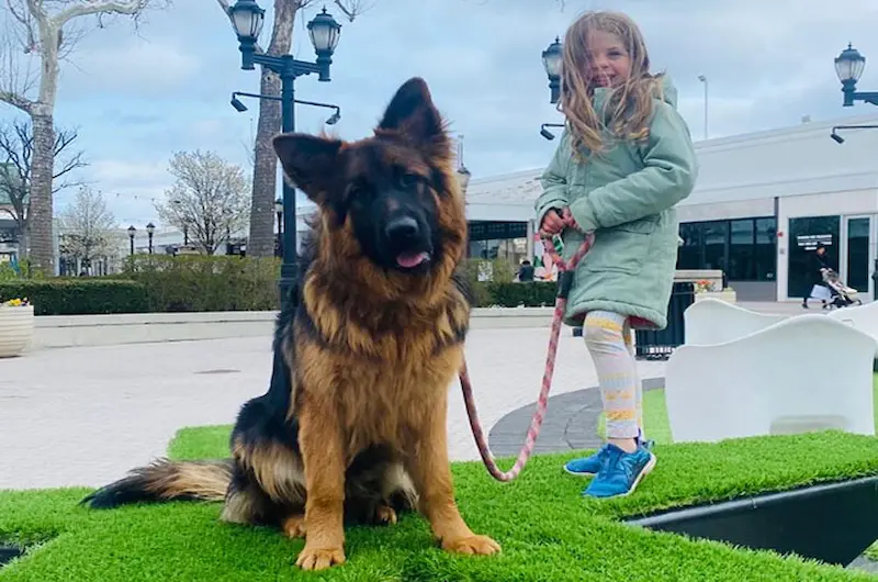 Mittelwest Guide To German Shepherd Ear Cleaning Schedules & Care